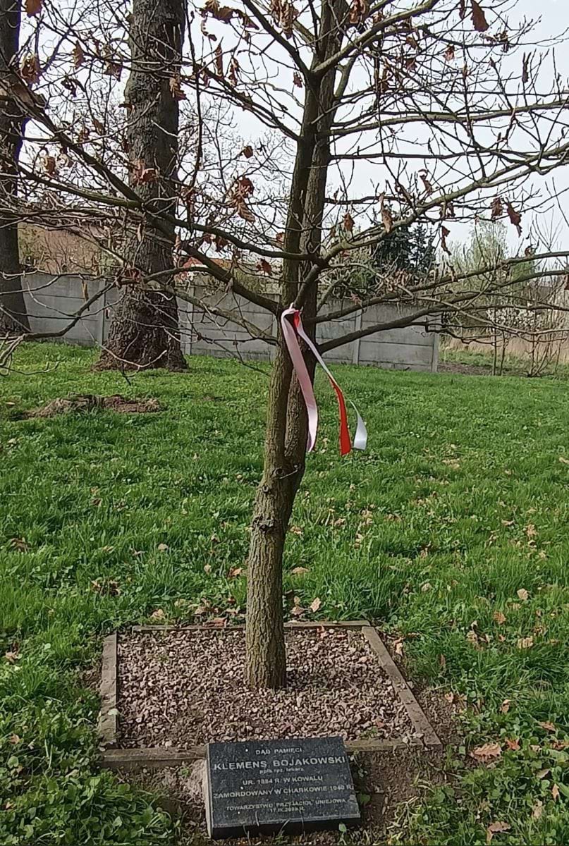 Dąb pamięci Klemensa Bojakowskiego z tabliczką - Uniej&oacute;w.