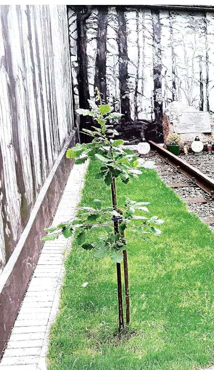 Dąb Pamięci Władysława Dusiewicza w Grodzisku Wielkopolskim