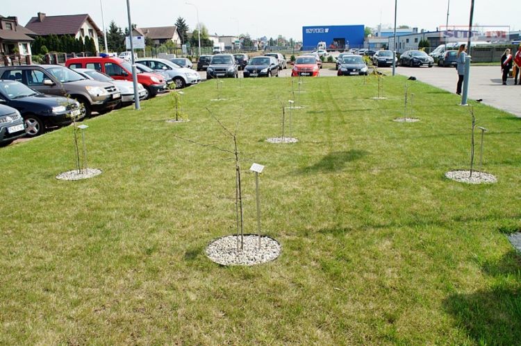 Dęby Pamięci w Kępnie