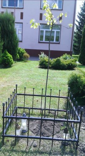 Glowacz_Piotr-DabPamieci1 Dąb Pamięci poświęcony pamięci Józefa Gliszczyńskiego posadzony w miejscowości Dłoń.