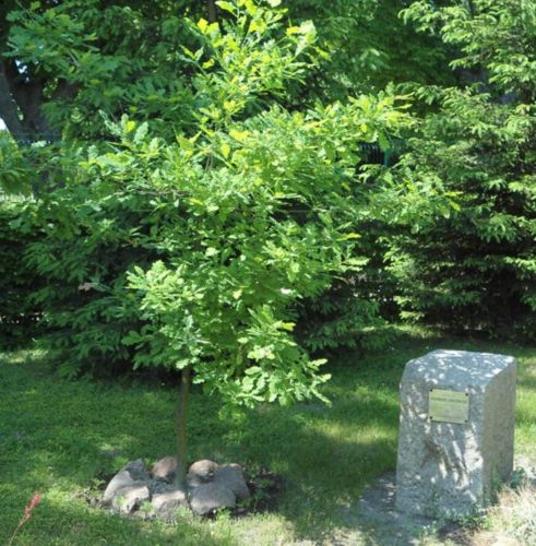 Dąb Pamięci oraz pamiątkowa tablica poświęcona podporucznikowi Kazimierzowi Janczewskiego.