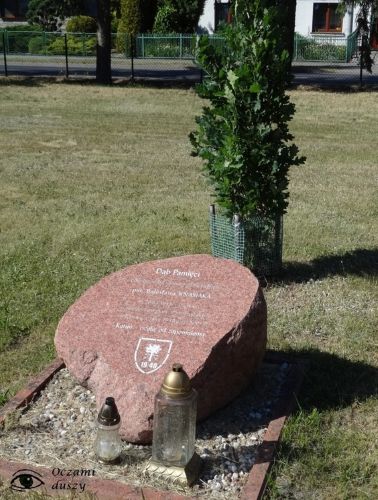 Dąb Pamięci Bolesława Knasiaka