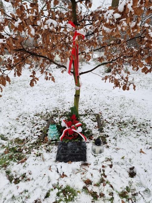 Dąb pamięci Wacława Koźby w Uniejowie. 