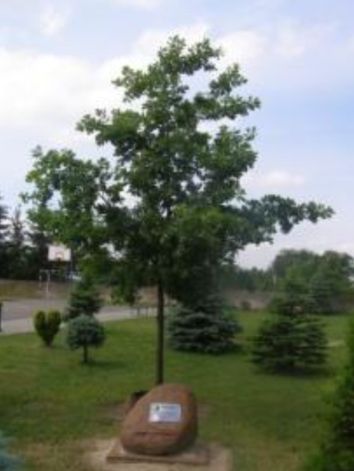 Dąb pamięci Karola Kosińskiego w Liskowie.