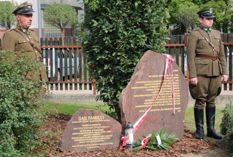 Dąb Pamięci i kamień dr Tadeusza Krokowskiego