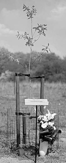 Dąb Pamięci Romana Rymszy w Luboniu.