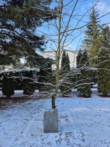 Dąb Pamięci Mariana Skibińskiego w Karpicku