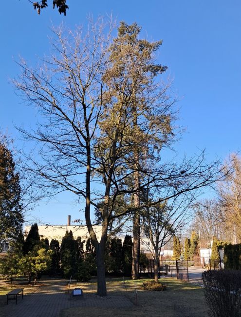 Dąb Pamięci Stanisława van der Coghen w Międzyborzu.