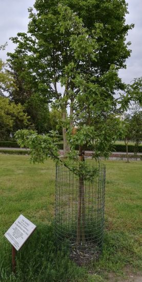 Wiertelak_Jan-DabPamieci1 Dąb pamięci dr Jana Wiertelak.