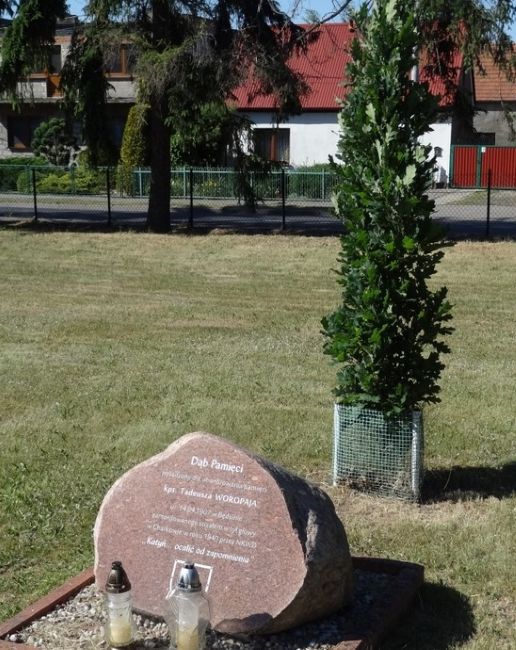 Dąb pamięci i kamień Tadeusza Woropaj.